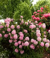 Doreen Wynja Full Shot In 2020 Monrovia Plants Rhododendron Plant Shade Plants