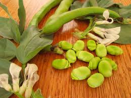 Image result for Vicia faba