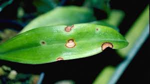 Plants infected with bacteria have water soaked spots, sometimes with a yellow halo, usually uniform in size and fungal leaf spots, anthracnose. Indoor Plant Diseases University Of Maryland Extension