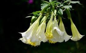 Scopolamine Industry: 2018 Global Market Size, Share, Trends, Growth  Application, Regional Outlook and Demand Forecast To 2023 — Steemit