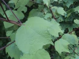 Image result for Triumfetta pentandra