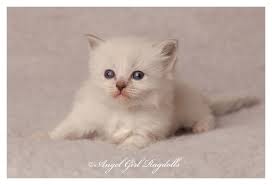 This page is to promote adoption of highland lynx, highlander, mohave bob, alpine lynx and. Pin On Angelgirl Ragdoll Kittens