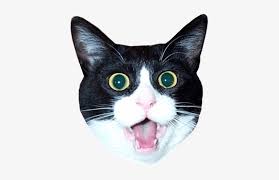 Download Cat Head Transparent Png Image Transparent Png Free Download On Seekpng