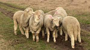 We did not find results for: 9 Oi Merinos De Palas Linia De Carne Georgecraciun