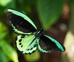 They are in fact of resin, skillfully coloured to create one of the most realistically. Green And Black Butterfly Photograph By Dee Carpenter