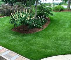 There are three major species: Zoysiagrass Home Garden Information Center