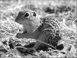 What does a 13 lined ground squirrel eat? 2 Post Dispersal A Thirteen Lined Ground Squirrel Spermophilus Download Scientific Diagram