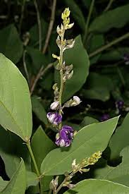 Image result for Neorautanenia