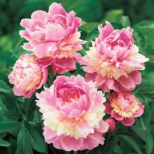 We did not find results for: Sorbet Peony Gurney S Seed Nursery Co