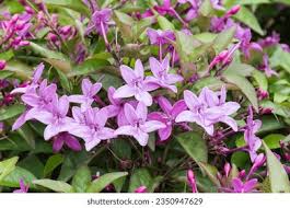 Image result for Eranthemum laxiflorum