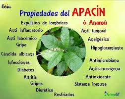 Beia - Excelentes propiedades del #apacin o #anamu | Facebook