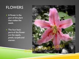 Parts Of A Plant K5 Computer Lab Technology Lessons Parts Of A Plant Plants Powerpoint Lesson Plans