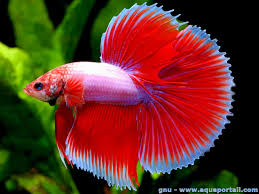 Poisson Combattant Definition Aquarium Duree De Vie Varietes Conseils Photos