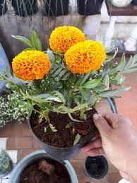 Check spelling or type a new query. Tanaman Hias Marigold Orange Shopee Indonesia