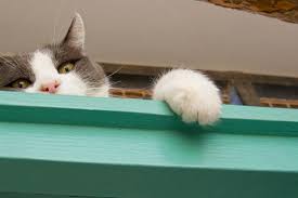 How much does it cost to declaw. Cat Declawing Best Friends Animal Society