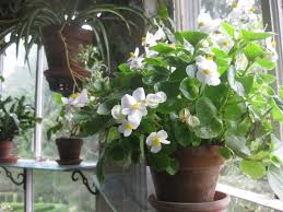 Image result for begonia semperflorens