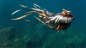 See Amazing Underwater Sculptures Made Of Our Marine Trash Underwater Sculpture Trash Art Contemporary Art Photography