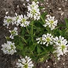 Image result for Stachys didymantha