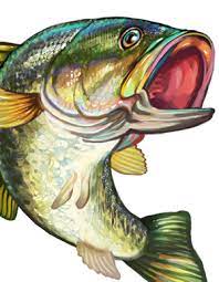 Clipart Fish Bass Bass Fishing Pictures Fish Illustration Fish Clipart