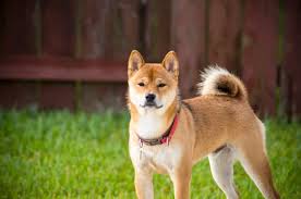 Read about the shiba inu price and how much a shiba inu is to buy. Shiba Inu Price How Much Does It Cost To Raise A Shiba Inu Dog Your Dog Advisor