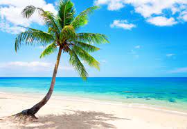 Check spelling or type a new query. Palm Tree Beach Wallpapers Top Free Palm Tree Beach Backgrounds Wallpaperaccess