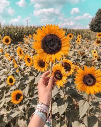 Wallpaper foto dan gambar bunga cantik untuk laptop tuhan memang maha indah dan mencintai keindahan dia ciptakan bunga bunga sebagai galeri 22 wallpaper gambar bunga padang bunga matahari download wallpaper bunga tulip. Pin Oleh Anna Di F L O W E R S Wallpaper Bunga Matahari Bunga Matahari Menggambar Bunga Matahari