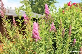 Check spelling or type a new query. Spirea Spiraea Bushes Bridal Wreath Plant Types Planting Care And Pruning Plantopedia