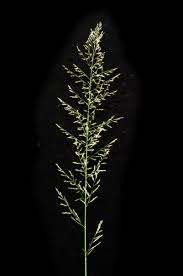 Image result for Sporobolus coromandelianus