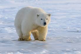 Polar bear exterior solutions didn't complete my job or follow through when they said they would. Fur Absorbs Infrared Radiation To Prevent Heat Loss Biological Strategy Asknature