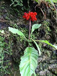 Image result for Streptocarpus myoporoides