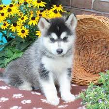 Get advice from breed experts and make a safe choice. Pin On Please