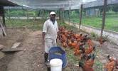 Chicken Barn Inside