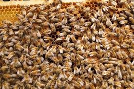 Das Bienenprojekt Im Grunen Klassenzimmer Waldschule Eschweiler