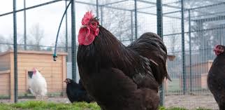 Their temperment is calm and friendly. Orpington