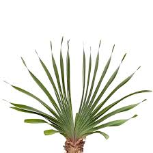 Image result for Boophone