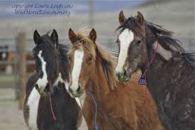 Liquid nitrogen (available from a.i. Blm Freezemark Wild Horse Education