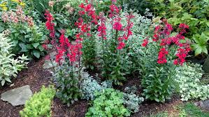 Image result for Lobelia fervens
