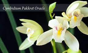 Cymbidium Pakkret Oracle Plants Oracle Hybrids