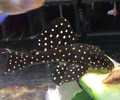 Below are the photos of your request: Snowball Pleco Care The Complete Guide