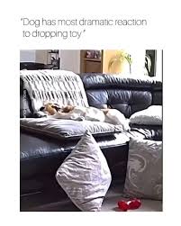 This Dog will surely Win the Oscars! 😂 Prove me Wrong 😎