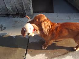 Hours may change under current circumstances A Dog S Life 416 W Main St Endicott Ny 13760 Yp Com
