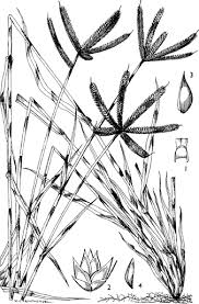 Image result for Dactyloctenium geminatum