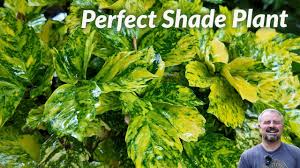 Image result for Aucuba