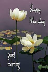 Monday Good Morning Greetings Good Morning Flowers Good Morning