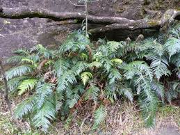 Image result for Blechnum attenuatum