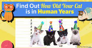Finding a companion for an older cat requires some forethought, and is frequently not quite as simple as finding an adorable kitten at the local shelter a kitten and an older cat aren't necessarily going to play together even after they've been introduced. My Cat Is 17 How Old Is That In Human Years Online