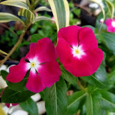100 pcs bibit / benih flower vinca tapak dara aneka warna: Jual Bibit Vinca Tegak Bunga Tapak Dara Jenis Import Kota Bekasi Taman Bunga Kalyla Tokopedia