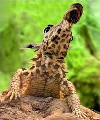 Do They Have Really Long Black Tongues Photoshopped Animals Animal Mashups Weird Animals