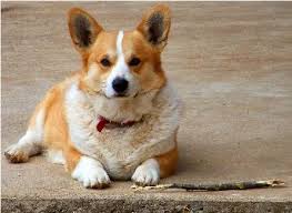 If you are unable to find your pembroke welsh corgi puppy in our puppy for sale or dog for sale sections, please consider looking thru thousands of pembroke welsh corgi dogs for adoption. Arkansas Corgis Prince Charming Male Pembroke Welsh Corgi Corgi Funny Corgi Pembroke Welsh Corgi Puppies
