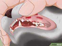 Maybe you would like to learn more about one of these? How To Clean A Cat S Teeth With Pictures Wikihow